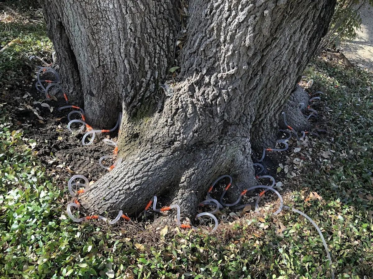 Detailed Tree Cabling and Bracing job site in Mill Village
