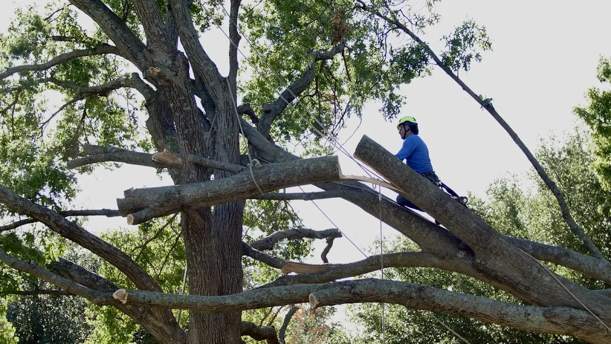 Professional Crown Thinning performed by certified arborists in Mill Village