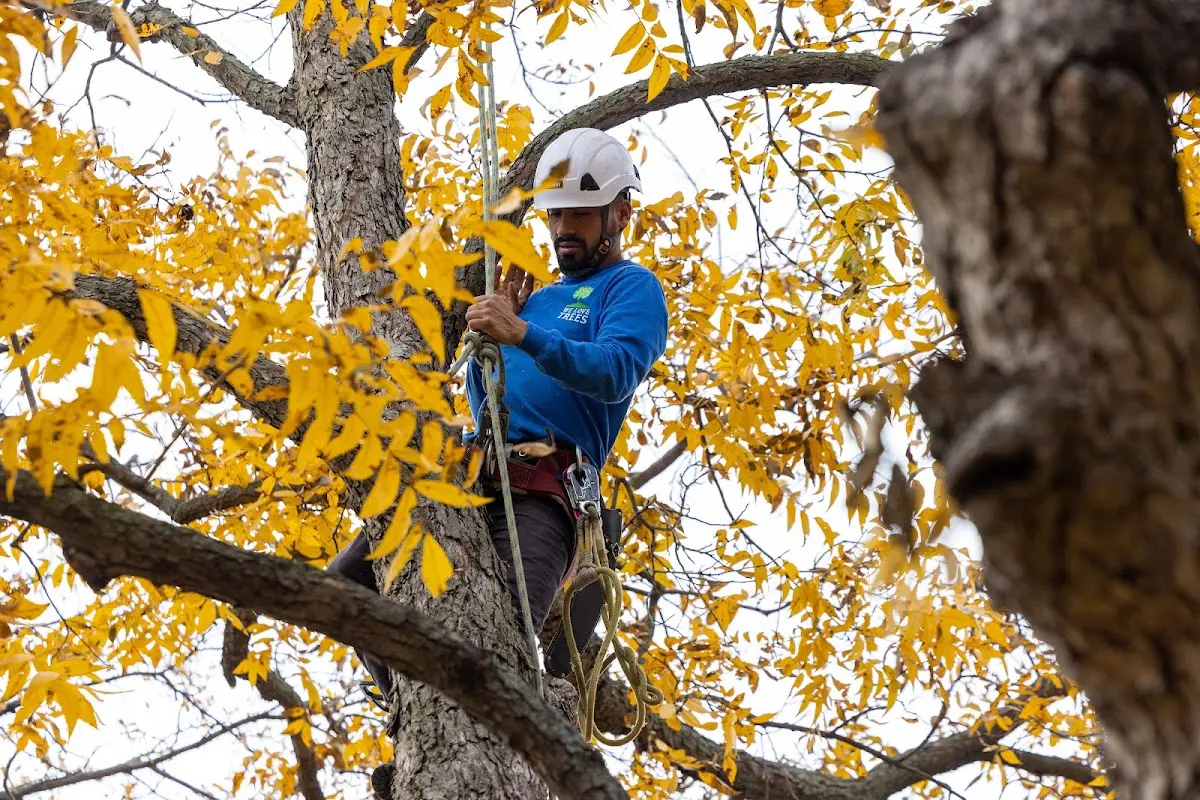Skilled Tree Pruning crew working in Mill Village